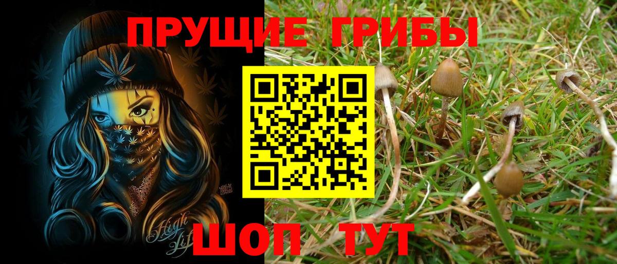Псилоцибиновые грибы Cubensis Котовск
